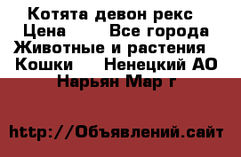 Котята девон рекс › Цена ­ 1 - Все города Животные и растения » Кошки   . Ненецкий АО,Нарьян-Мар г.